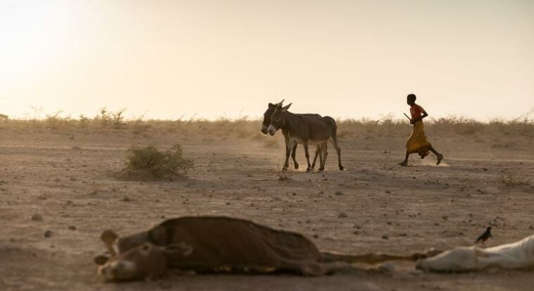 Climate change: New approach needed to gauge animal health impact on emissions