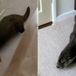 the otter that came into a house