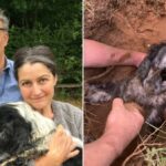 pictures of a A COUPLE who lost their dog but eventually found him stuck down a rabbit hole in their own garden.