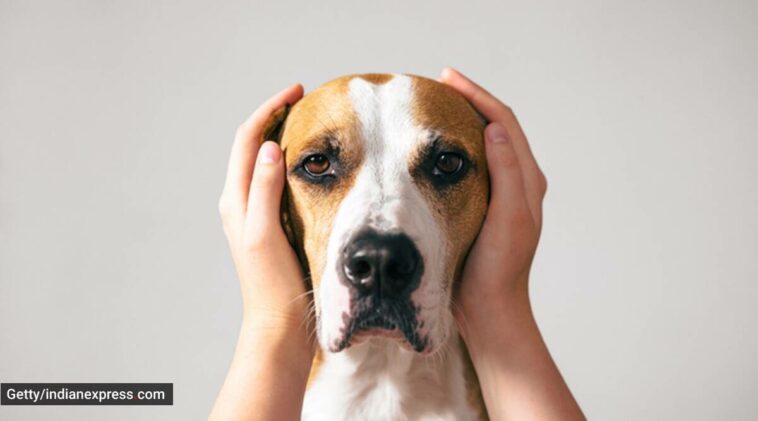 pets, pets getting scared, signs of fear in pets, pets getting scared of thunder, fear of storms in pets, how to calm a pet in a storm, pet care, pets and cyclones, how to keep a pet calm during cyclone, indian express news