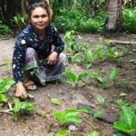 A farmer harvests black ginger, known for its medicinal properties, and endemic in Phnom Kulen in Cambodia.