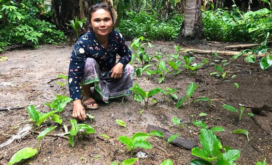 A farmer harvests black ginger, known for its medicinal properties, and endemic in Phnom Kulen in Cambodia.