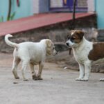 dogs sterilisation