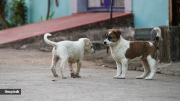 dogs sterilisation