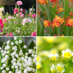 How to grow a beautiful garden - for free - with self-seeding plants