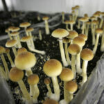 Legalizing the trip: One ‘shroom advocate’s playbook