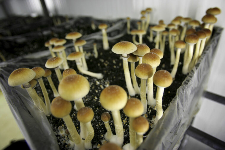 Legalizing the trip: One ‘shroom advocate’s playbook