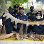 Malaysia seizes illegal animal parts worth $18 million