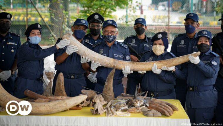 Malaysia seizes illegal animal parts worth $18 million