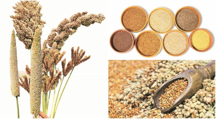 Mighty millets: Underrated powerhouse of nutrients