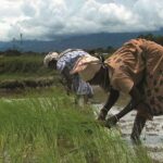 Paddy, farmers, agriculture, monsoon