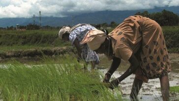 Paddy, farmers, agriculture, monsoon