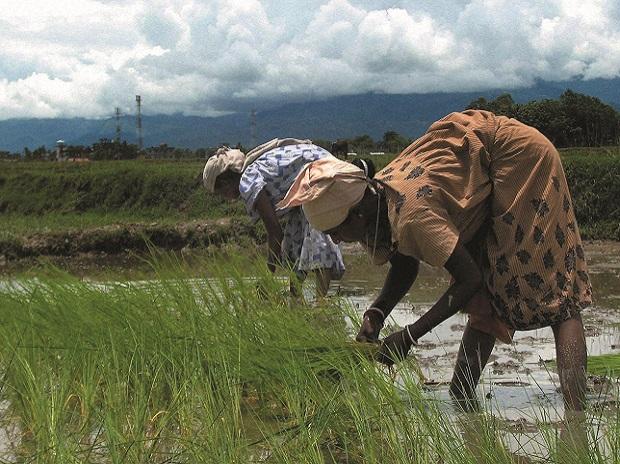 Paddy, farmers, agriculture, monsoon