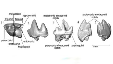 New treeshrew fossil found in J&K’s Ramnagar can provide precise age estimate for locality