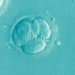 embryo