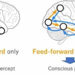 Pinpointing consciousness in animal brain using mouse 'brain map'