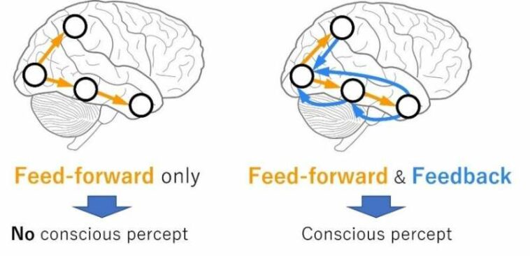 Pinpointing consciousness in animal brain using mouse 'brain map'