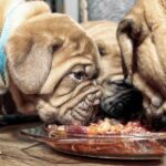 News Picture: Raw Meat Diet May Have a Downside for Dogs