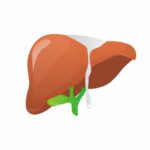 liver