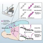 Researchers observe memory formation in real time