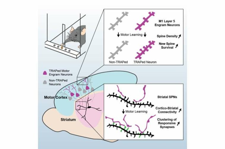 Researchers observe memory formation in real time