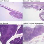 Researchers test drug combination as means to prevent drug resistance in cancer cells