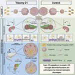 Scientists reveal new evidence of key mechanism in Alzheimer's