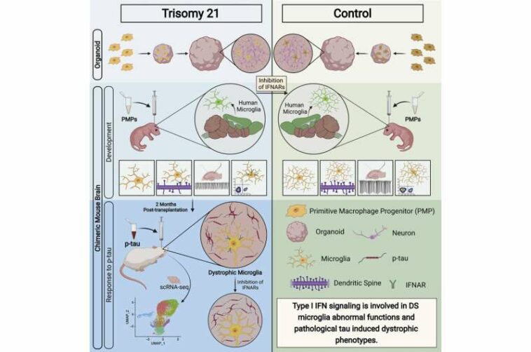 Scientists reveal new evidence of key mechanism in Alzheimer's