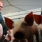 Shakin’ bacon? Belgian researchers study pigs’ response to music