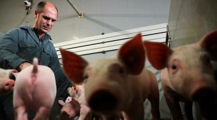 Shakin’ bacon? Belgian researchers study pigs’ response to music