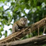 tree shrew