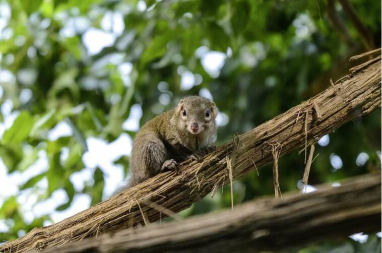 tree shrew