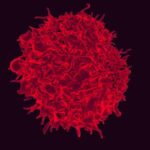 Strengthening the immune response to cancer