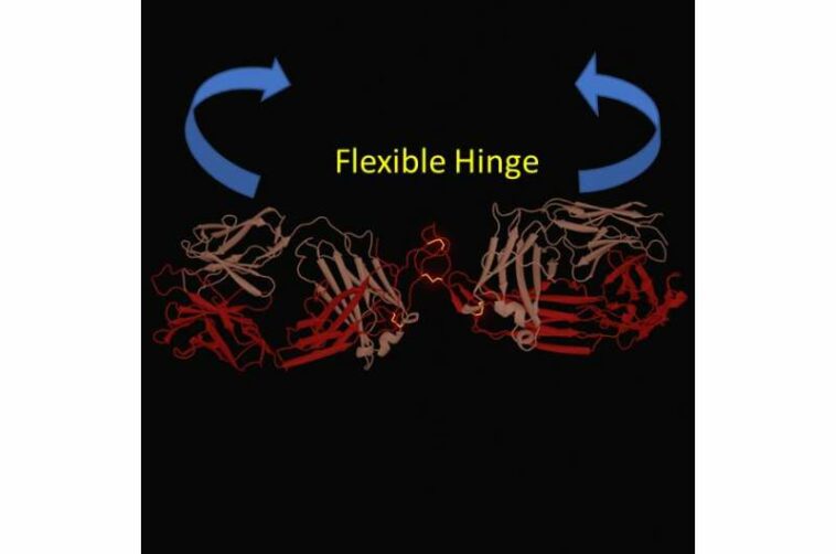 Scientists analyze structure of antibodies that could be key to more effective cancer treatments