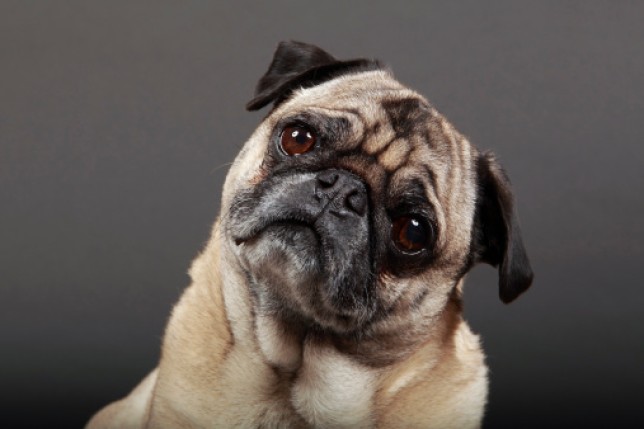 A fawn pug tilting its head