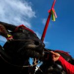 Chonburi, thai buffalo festival