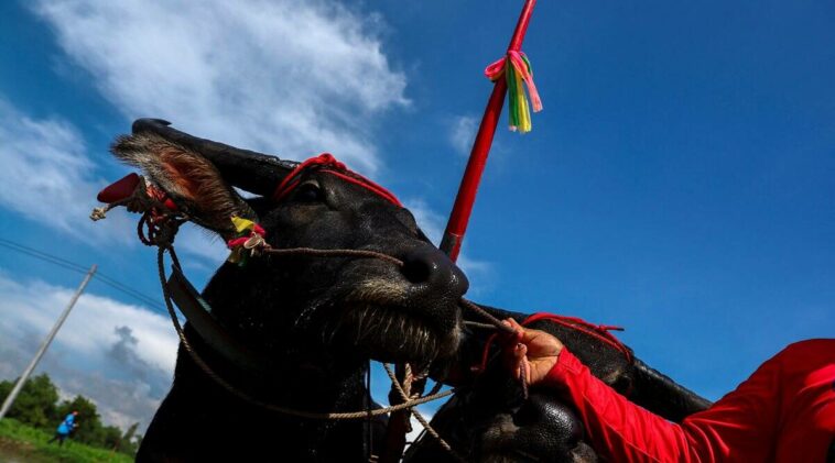 Chonburi, thai buffalo festival