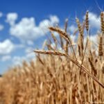 Turkey to host Russia, Ukraine and UN diplomats for grain talks