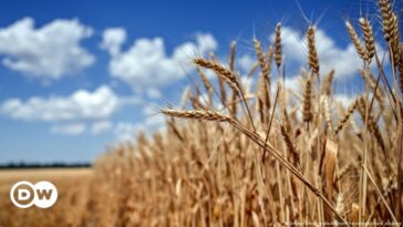 Turkey to host Russia, Ukraine and UN diplomats for grain talks