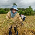 UN and partners meet to address ‘critical’ state of global food crisis