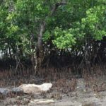 With mangrove conservation, Kenya’s coastal communities plant seeds of sustainable ‘blue growth’