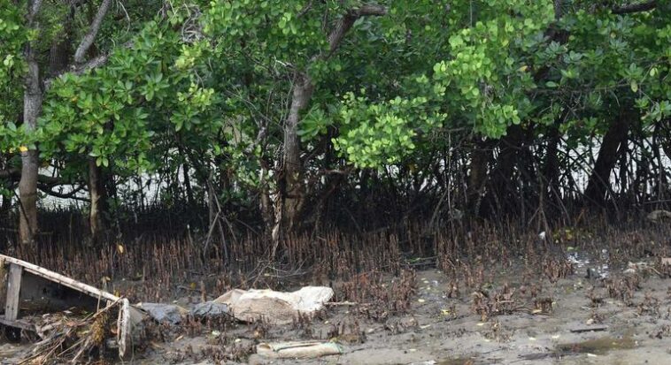 With mangrove conservation, Kenya’s coastal communities plant seeds of sustainable ‘blue growth’