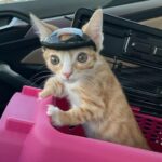 Otter, the disabled cat, wearing a helmet in the car.