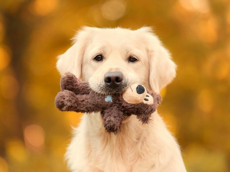 News Picture: Cooler Weather Could Mean More Diabetes in Dogs