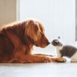 A dog and a cat