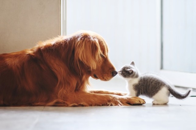 A dog and a cat