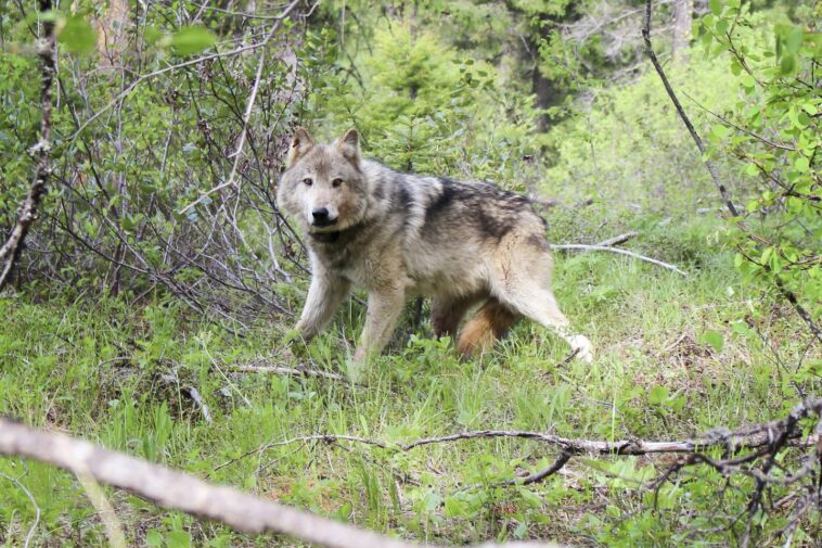 Greater Vancouver Zoo on the prowl for missing wolves after vandalism to enclosure let them escape