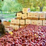 How climate change threatens Kashmir's crucial apple industry