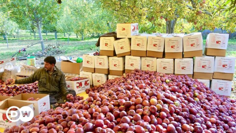 How climate change threatens Kashmir's crucial apple industry