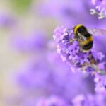 A bee on a purple flower.